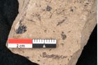 Foto (Detailansicht) von Araucaria sternbergii Goeppert (NHMW-GEO-2024-0188-8270)